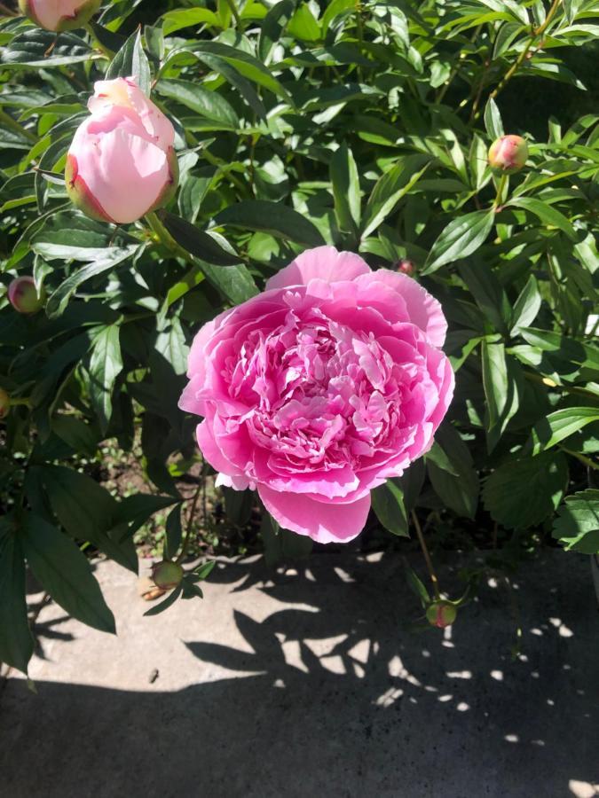 Hamptons Rose Garden Family! Ξενοδοχείο Κάλγκαρι Εξωτερικό φωτογραφία